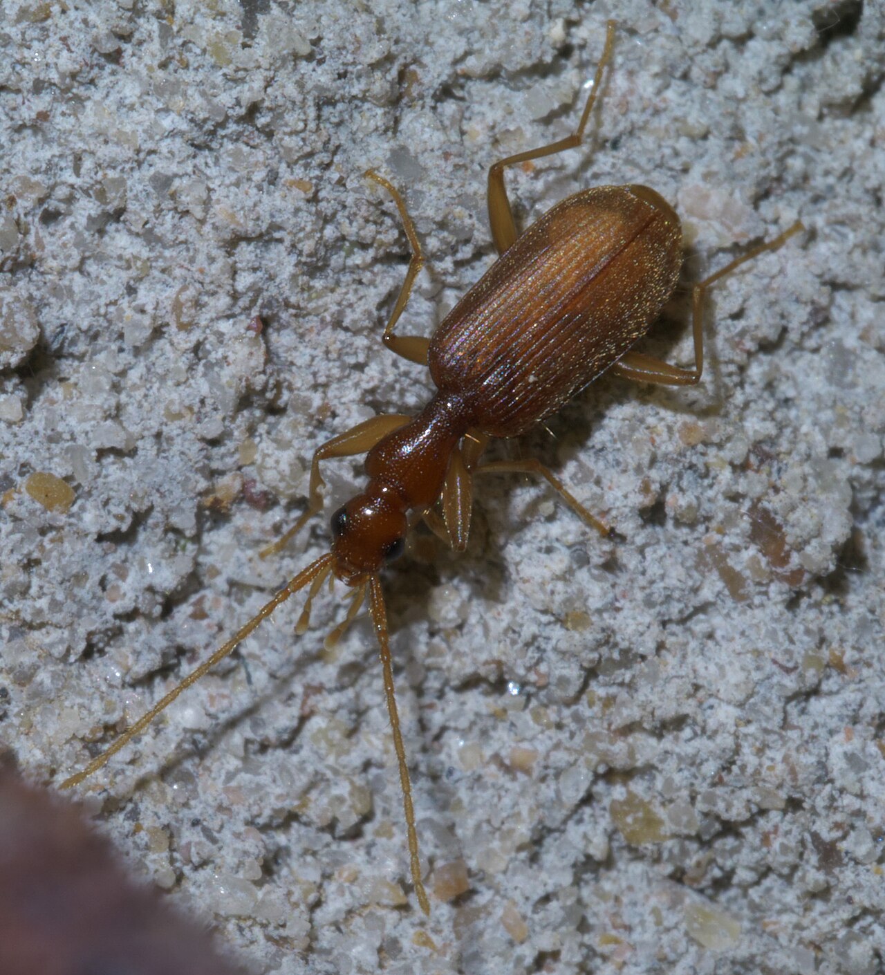 Pseudaptinus P1440334a.jpg