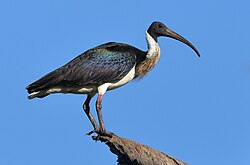 Straw-necked ibis