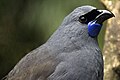 North Island kokako, Callaeas wilsoni