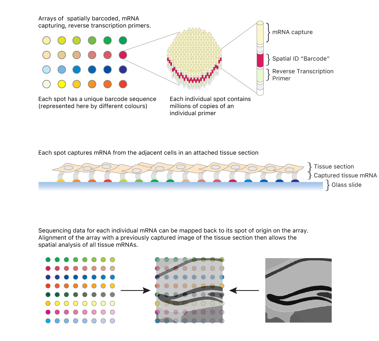 Spatial transcriptomics ii.png