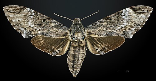 Female, dorsal view