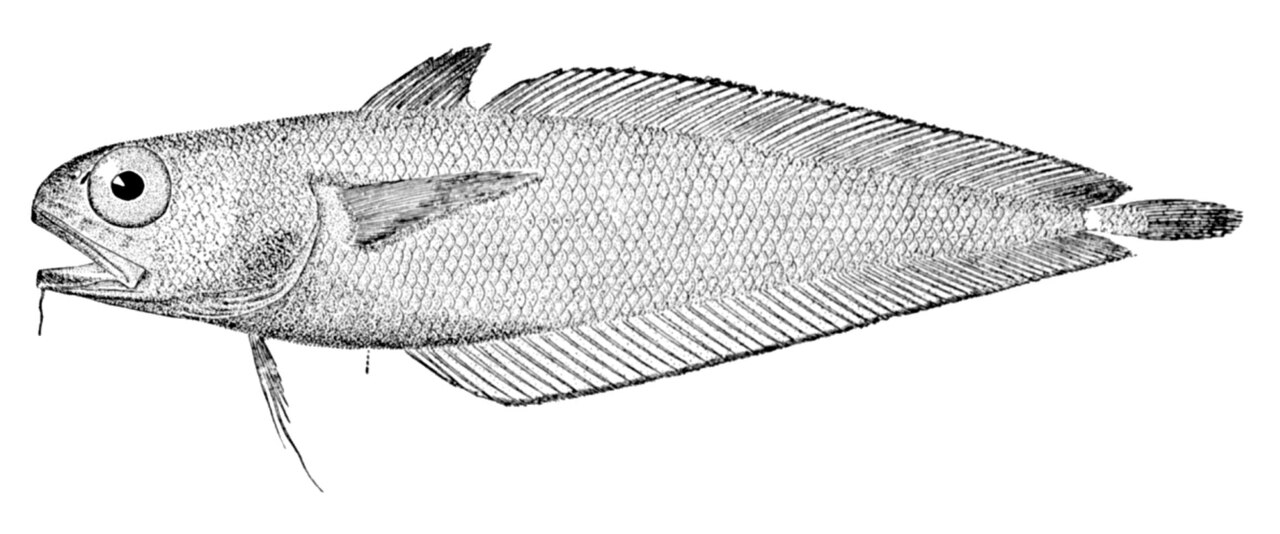 Physiculus fulvus.jpg