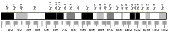Chromosome 2 (mouse)