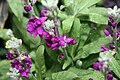 "Vintage Burgundy," Brookside Gardens, Maryland