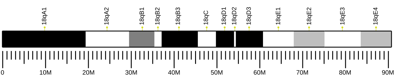 Ideogram of house mouse chromosome 18.svg