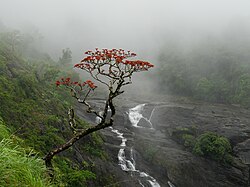 Indian coral tree in bloom in the mist of the Southwest Monsoon, Mallalli Falls, Hassan, Karnataka