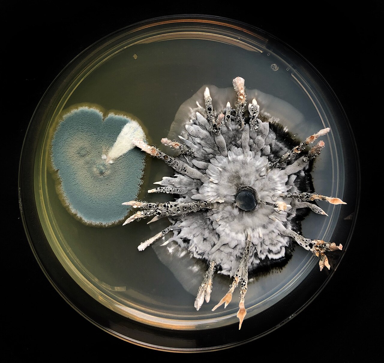 Xylaria against Penicillium.jpg