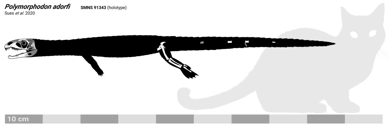 Polymorphodon skeletal.png