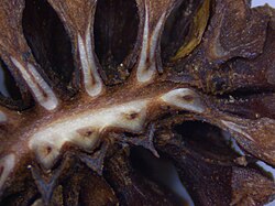 Cross-section of a young female cone