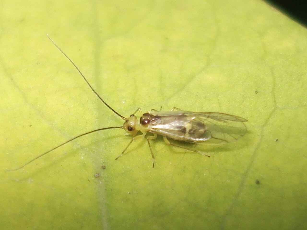 Stenopsocus stigmaticus 01.JPG
