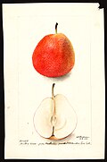 Watercolor of Forelle (Common pear) painted in 1900 by Deborah Griscom Passmore (USDA)