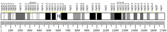 Chromosome 6 (human)