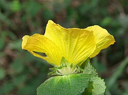 A close-up photo of a bright yellow flower with big leafy petals. The actual leafs are just below the flower and have a noticeable fuzzy texture, within normal limits.