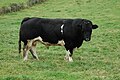 Cattle