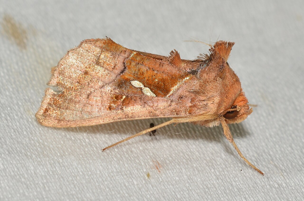 - 8886 – Enigmogramma basigera – Pink-washed Looper Moth (48043871986).jpg