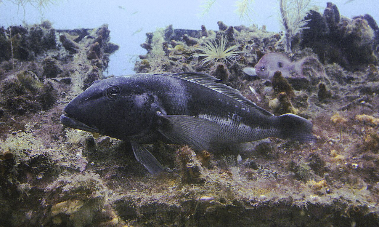 Blue Cod in Milford Sound.jpg