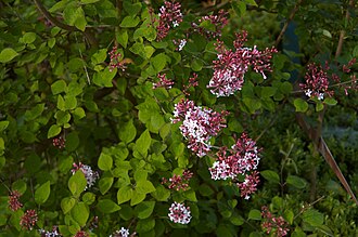 S. microphylla