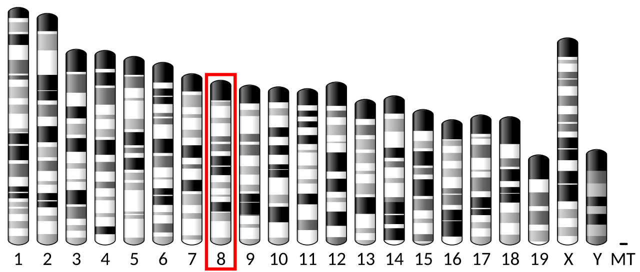 Ideogram house mouse chromosome 8.svg
