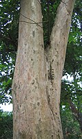 Bark