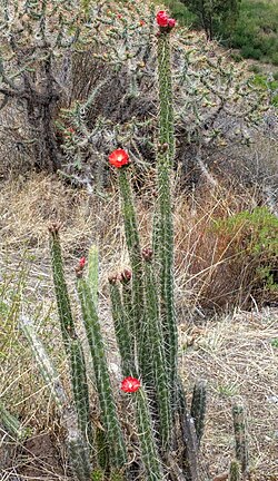 Plant growing in Saylla, Peru