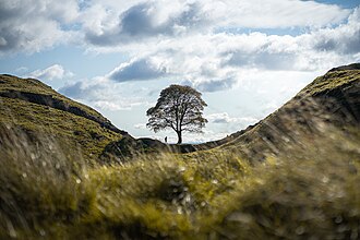 A sycamore Gap tree from noth in October 2020.