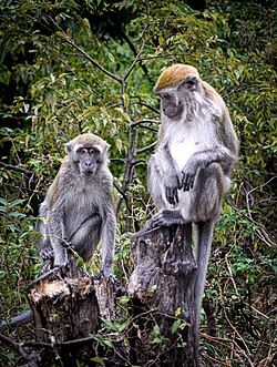 Male & Female, Sumatra