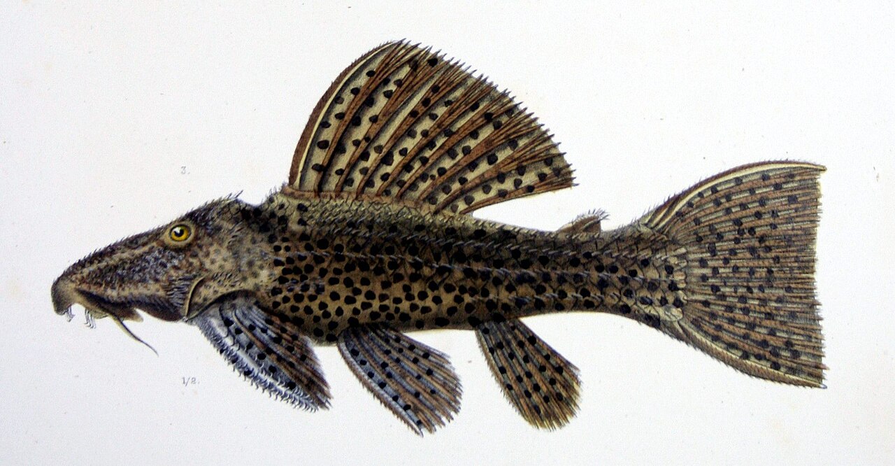 F de Castelnau-poissonsPl22 - Pseudacanthicus spinosus.jpg