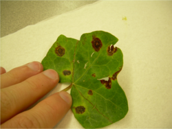 Xanthomonas hortorum pv. hederae leaf spot on English ivy English ivy (Hedera helix L.).