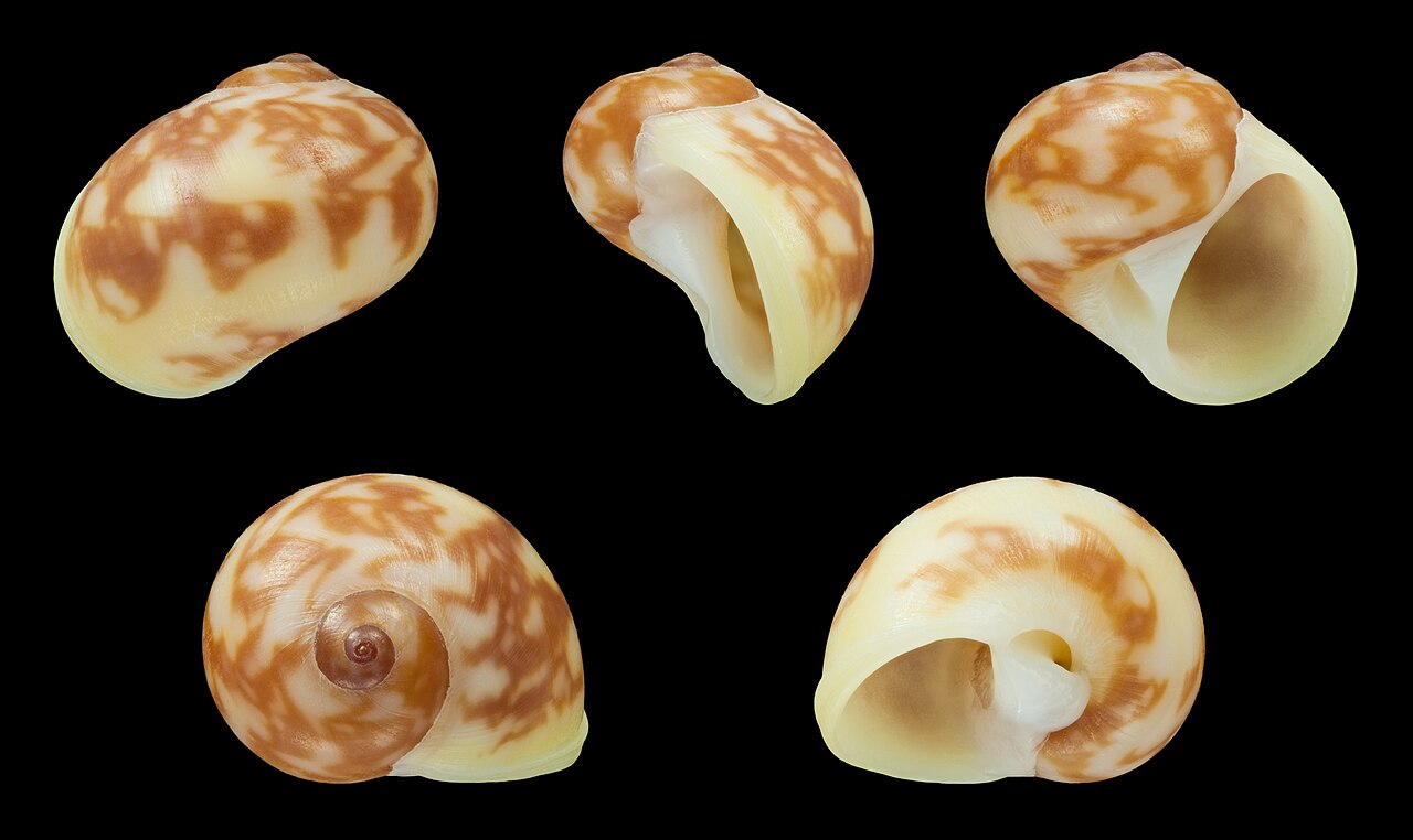Natica arachnoidea 01.JPG