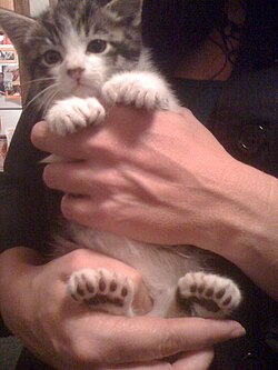A black tabby and white kitten being held up, displaying its extra toes.