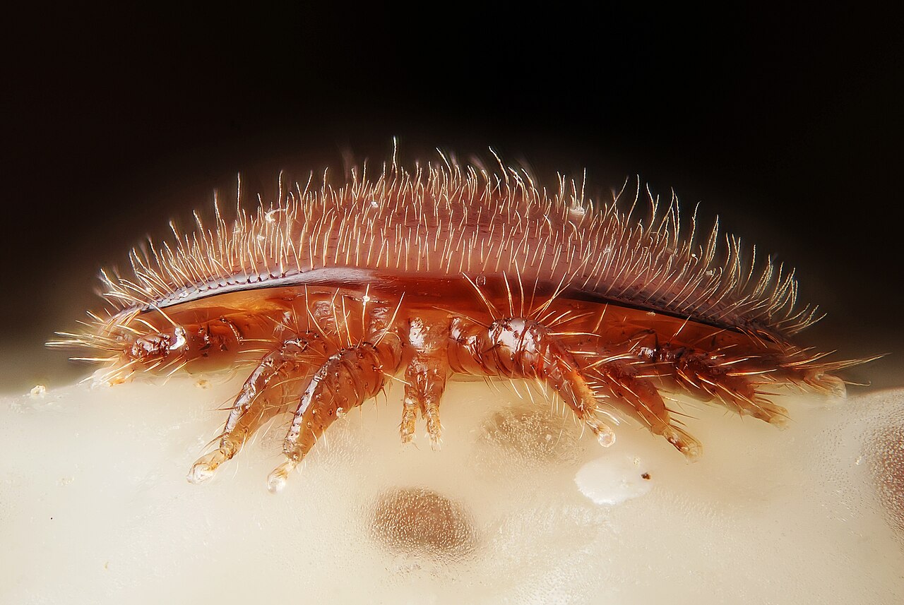 Female Varroa destructor on the head of a bee nymph (5048103407).jpg