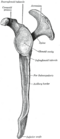 Lateral view of the left scapula
