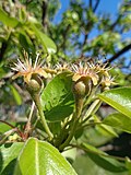 Tiny unripe pears