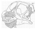 Drawing of the skull of Camarasaurus supremus in side view.