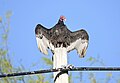 Turkey vulture in the horaltic pose