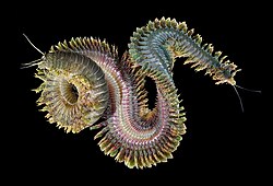 Sandworms eat seaweed and microorganisms and can be over 4 feet (1.2 m) long