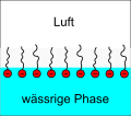 Surfactant molecules at the water surface (= air water interface)