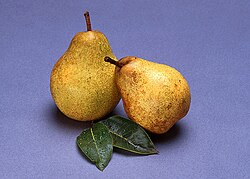 Blake's Pride pear