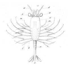 Amphionides reynaudii, the unique Amphionidacea known.