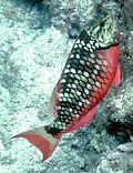 A stoplight parrotfish (Sparisoma viride) at Pickles Reef, March 2008