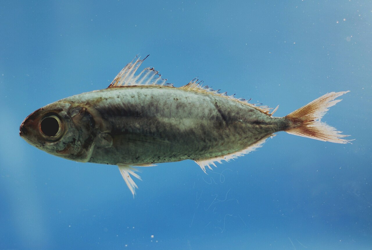 Silver-rag driftfish ( Ariomma bondi ).jpg