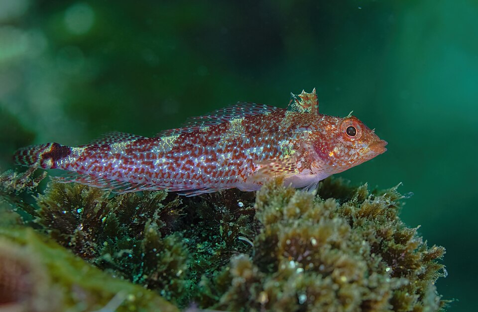 Female black-faced blenny