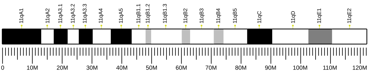 Ideogram of house mouse chromosome 11.svg