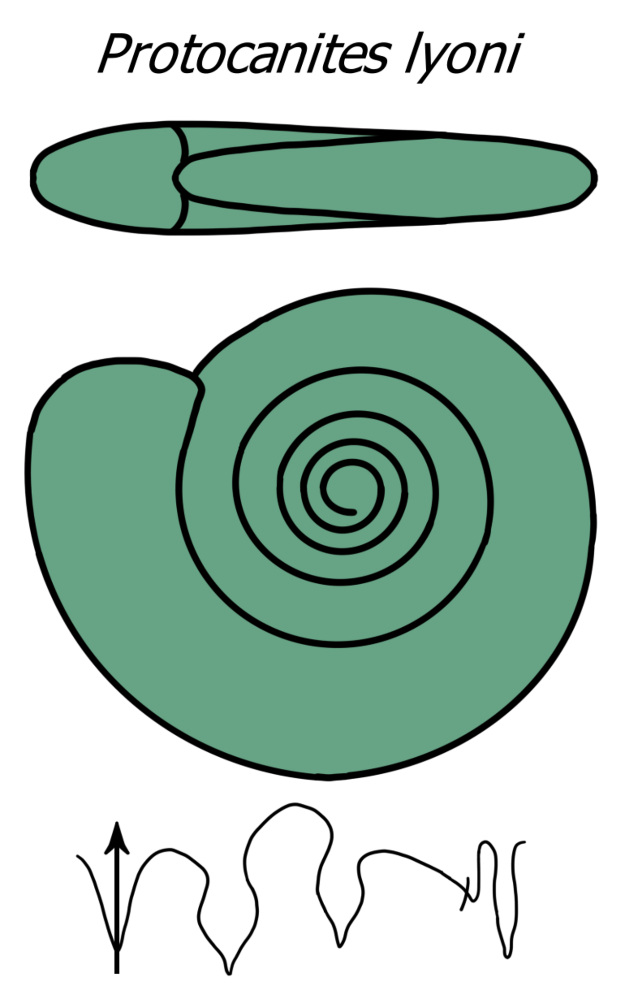 Protocanites diagram.png