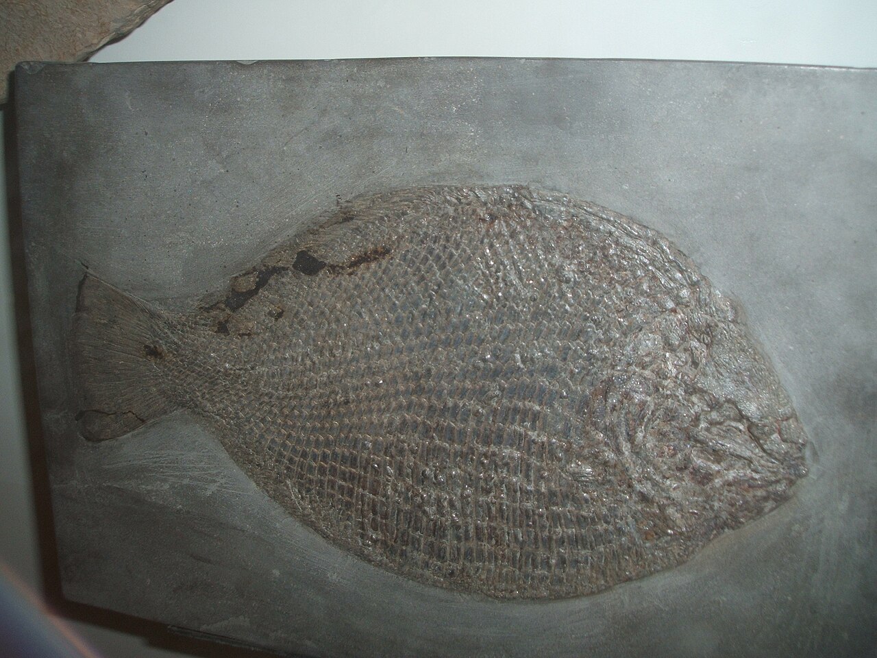 Dapedium-pholidotum-NYC.jpg