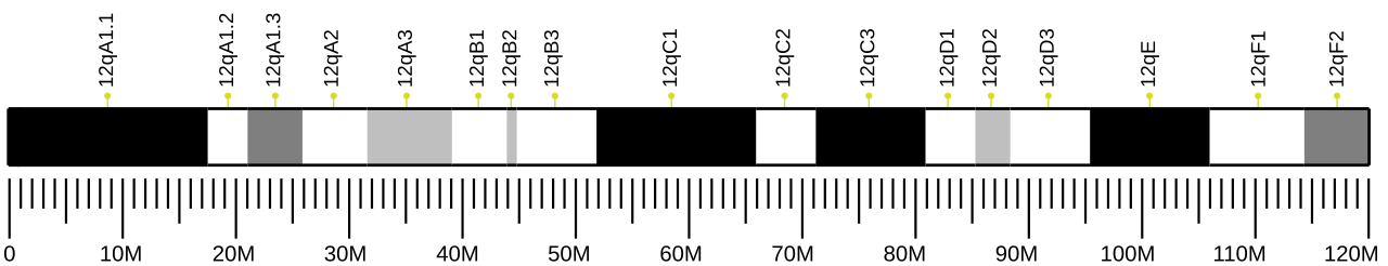 Ideogram of house mouse chromosome 12.svg