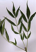 Leafy shoot of F. angustifolia
