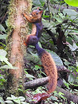 Black and brown squirrel