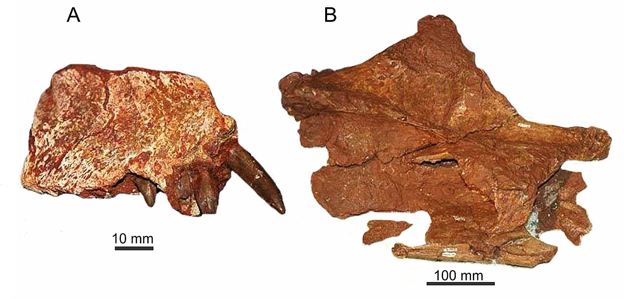 Maxakalisaurus topai (holotype, MN 5013-V).jpg