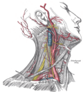 Superficial dissection of the right side of the neck, showing the carotid and subclavian arteries